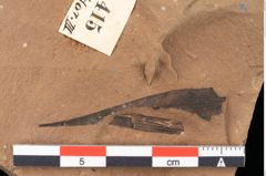 Foto (Detailansicht) von Antholithes stiriacus Kovar-Eder et Z.Kvacek sp.nov. (NHMW-GEO-2024-0188-0415)